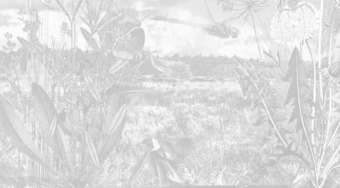 Ornithological Reserve